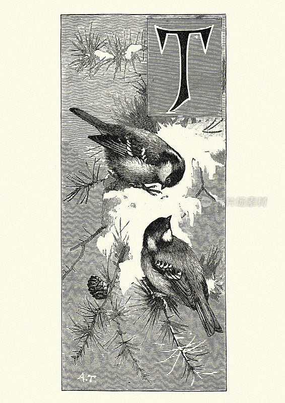 煤山雀(Parus lugubris)在树枝上采梨